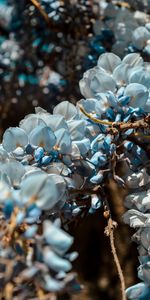 Macro,Branch,Flowers,Plant,Spring