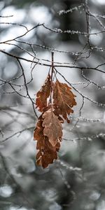 Feuilles,Branche,Macro,Gel,Givre