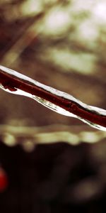 Macro,Branch,Frost,Ice,Brown