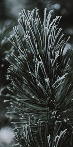 Macro,Branch,Hoarfrost,Frost,Needles