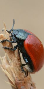 Macro,Branch,Insect,Carapace,Bug,Beetle,Shell