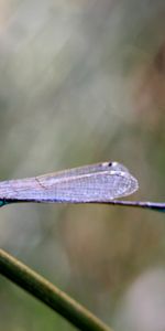 Macro,Branch,Insect,Close Up