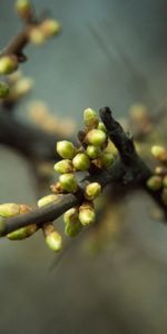 Macro,Branch,Kidney,Kidneys,Leaves,Plant,Spring