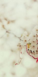 Branche,Nouer,Magique,Nodule,Macro,Source,Printemps,Sakura