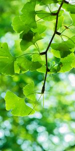 Feuilles,Macro,Branche