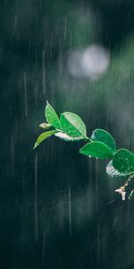 Macro,Branch,Leaves,Drops,Rain