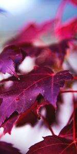 Branche,Érable,Feuilles,Macro