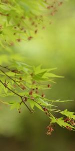 Feuilles,Plante,Planter,Branche,Macro