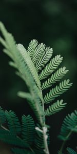 Macro,Branch,Leaves,Plant
