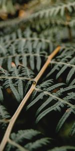 Feuilles,Planter,Branche,Plante,Macro,Fougère