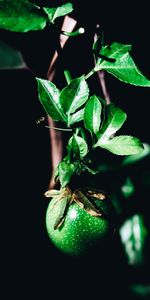 Feuilles,Plante,Planter,Macro,Fruit,Branche,Le Fruit