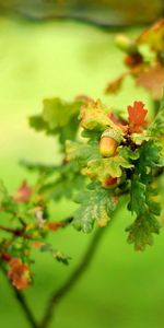 Hojas,Verduras,Rama,Macro,Planta