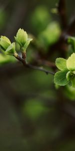 Feuilles,Macro,Branche,Source,Printemps