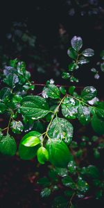 Macro,Branch,Leaves,Wet