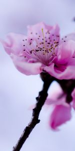 Macro,Branch,Lilac,Flower