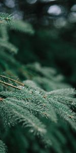 Macro,Rama,Agujas,Mojado,Árbol De Navidad