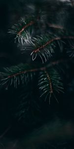 Pin,Aiguilles,Planter,Branche,Plante,Macro