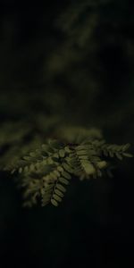 Macro,Branch,Plant,Leaves