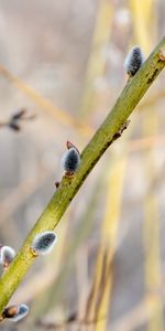 Macro,Branch,Pussy Willow,Verba,Spring