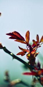 Plante,Planter,Macro,Branche,Graissé,Enduit,Ombre,Contexte