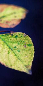 Macro,Branch,Spots,Stains,Leaves