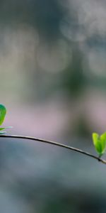 Macro,Branch,Sprout,Leaves