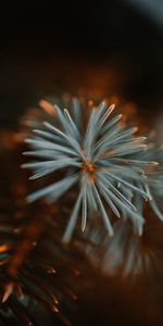 Macro,Branch,Spruce,Fir,Needles