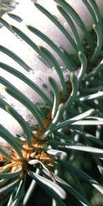 Macro,Branch,Spruce,Fir,Needles,Thorns,Prickles,Snow