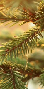 Macro,Branch,Spruce,Fir,Thorns,Prickles