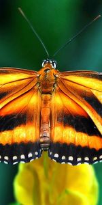 Macro,Branch,Stripes,Streaks,View,Wings,Butterfly