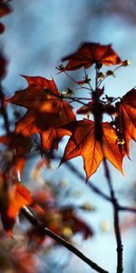 Macro,Branches,Branch,Boquet,Nature,Bokeh,Maple,Autumn,Leaves