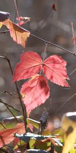 Macro,Branches,Buissons