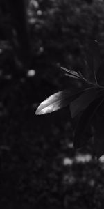 Feuilles,P C,Chb,Macro,Branches,Sombre