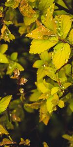 Macro,Branches,Feuilles,Drops,Rosée