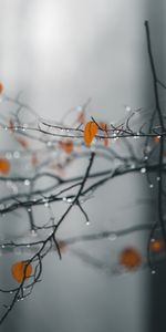 Macro,Branches,Drops,Wet,Leaves,Rain