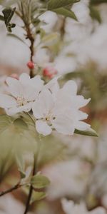 Macro,Branches,Flowers,Apple Tree,Leaves,Flowering,Bloom,Spring