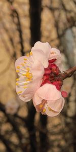 Macro,Branches,Pétales,Fleurs,Source,Printemps,Sakura