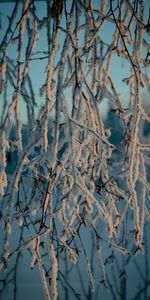 Macro,Branches,Frost,Winter,Snow