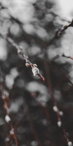 Branches,Un Rein,Reins,Macro,Source,Printemps