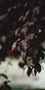 Macro,Branches,Leaves,Drops,Wet