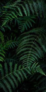 Macro,Branches,Leaves,Fern