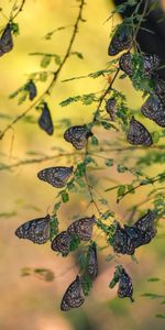 Macro,Branches,Leaves,Insects,Butterflies