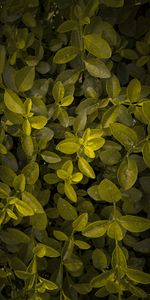 Feuilles,Plante,Planter,Macro,Branches