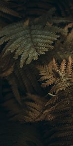 Macro,Branches,Leaves,Plant,Fern