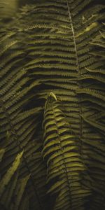 Feuilles,Planter,Branches,Plante,Macro,Fougère