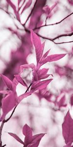 Macro,Branches,Leaves,Violet,Plant,Purple