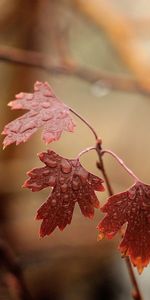 Humidité,Branches,Feuilles,Drops,Macro