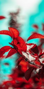 Branches,Planter,Feuilles,Plante,Macro