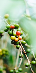 Macro,Branches,Plant,Wet,Fruit,Coffee