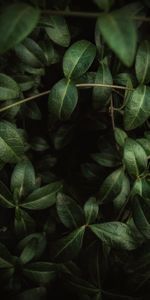 Feuilles,Branches,Circulation Sanguine,Macro,Veines,Sombre